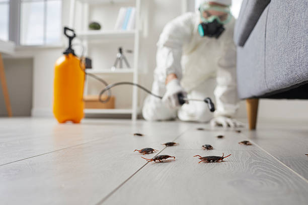 Commercial Rodent Management in Sebastian